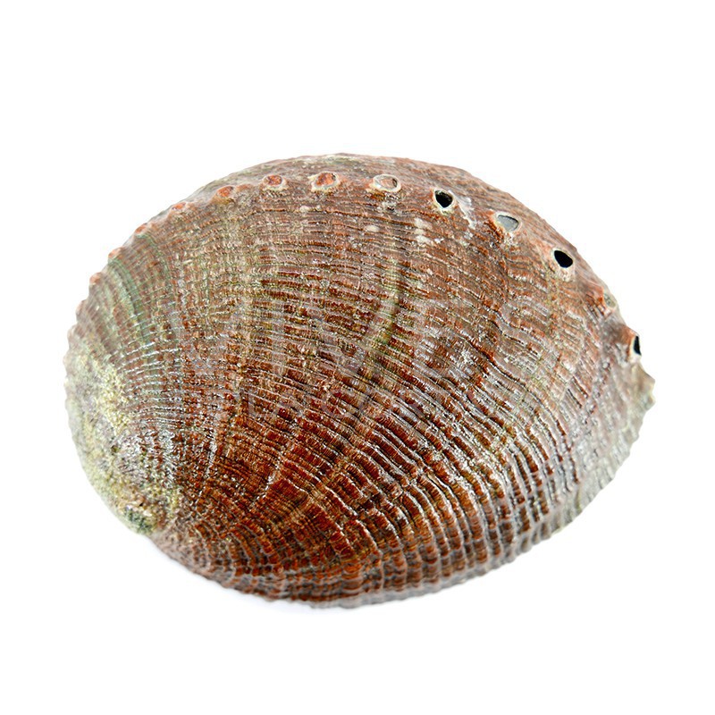 Mušle Abalone pro vykuřování, grande 17x13 cm