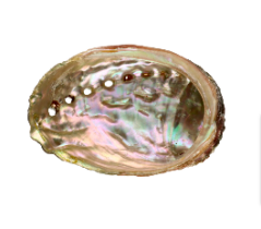 Mušle Abalone pro vykuřování, střední 8x6 cm