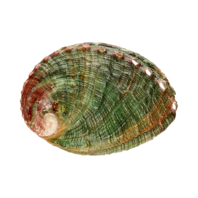 Mušle Abalone pro vykuřování, střední 8x6 cm
