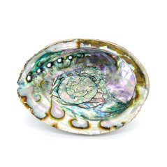 Mušle Abalone pro vykuřování, grande 17x13 cm
