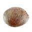 Mušle Abalone pro vykuřování, grande 17x13 cm